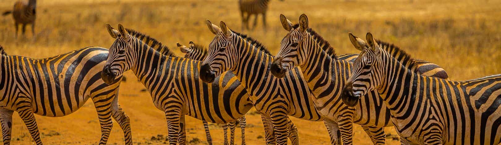 Safari w Mikumi, Zanzibar / Tanzania