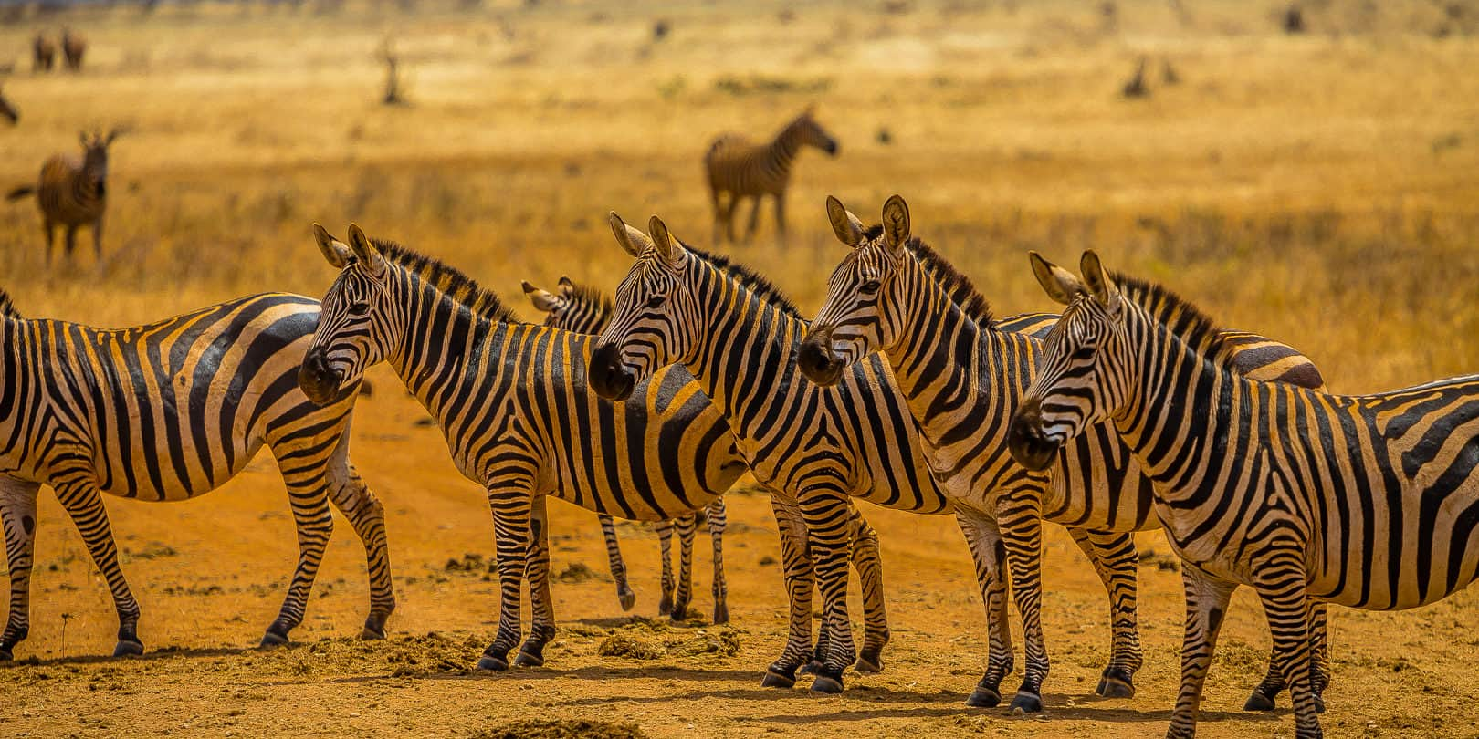 Safari w Mikumi, Zanzibar / Tanzania