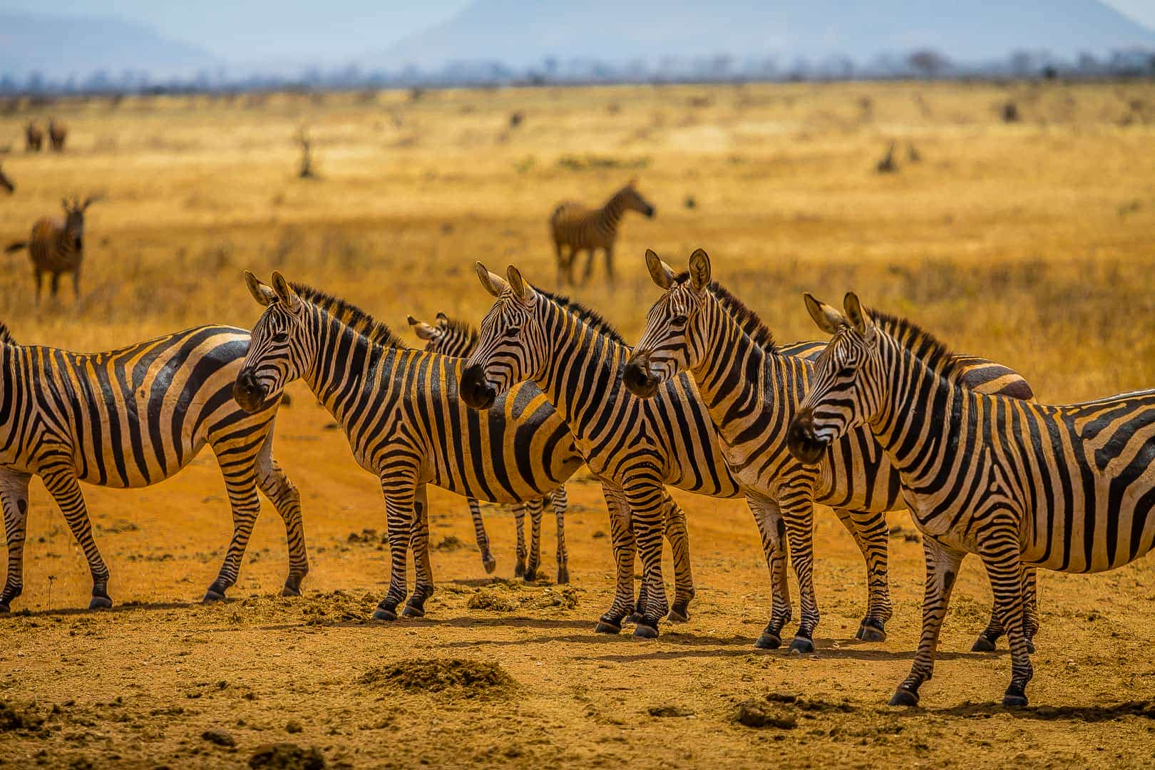 Safari w Mikumi, Zanzibar / Tanzania