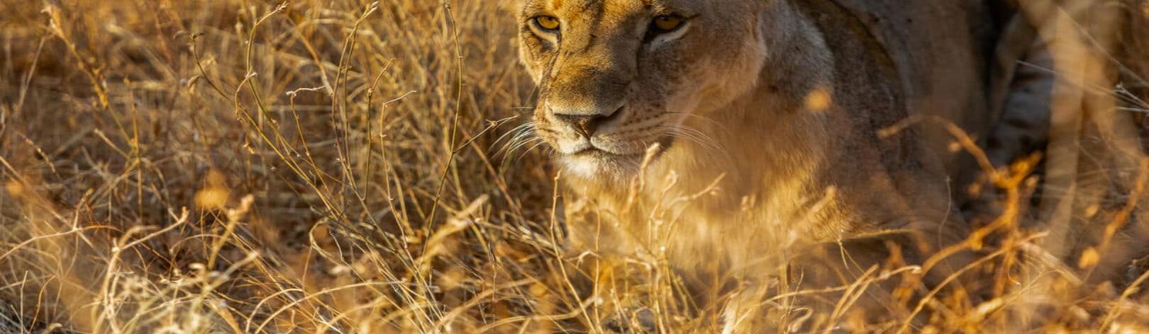 Masai Mara