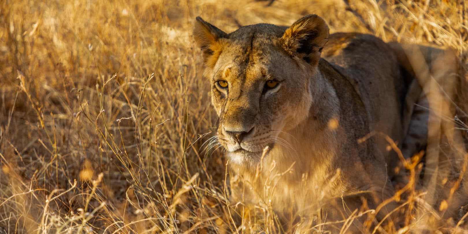 Masai Mara