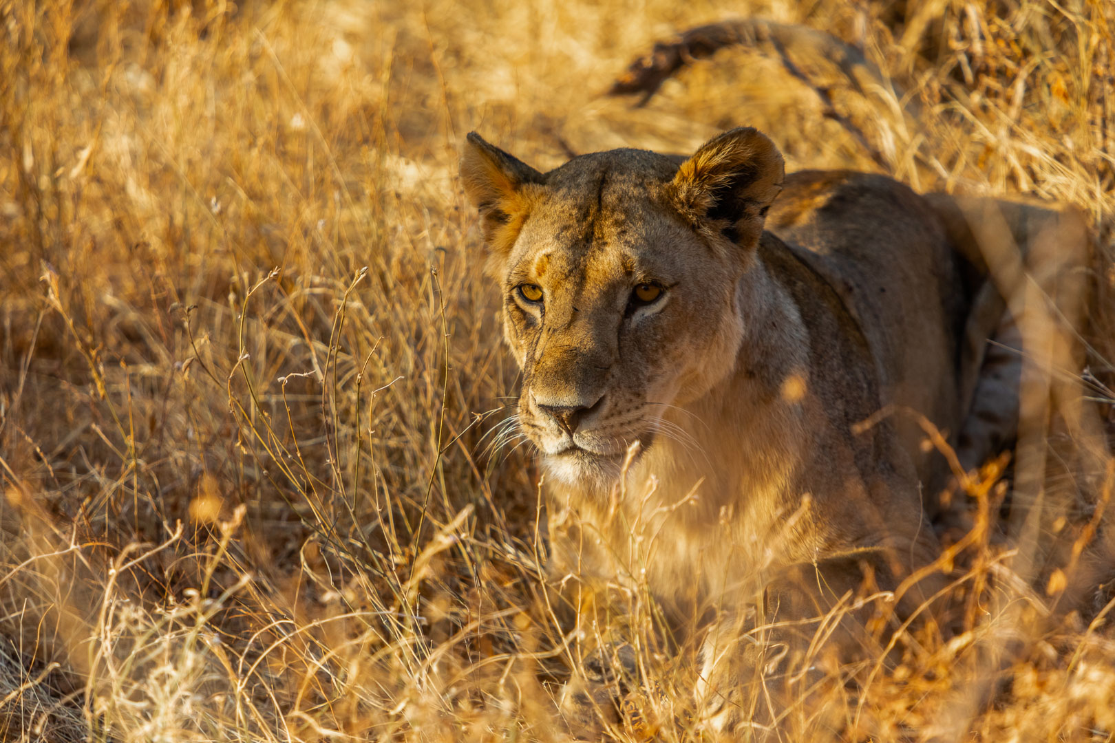 Masai Mara