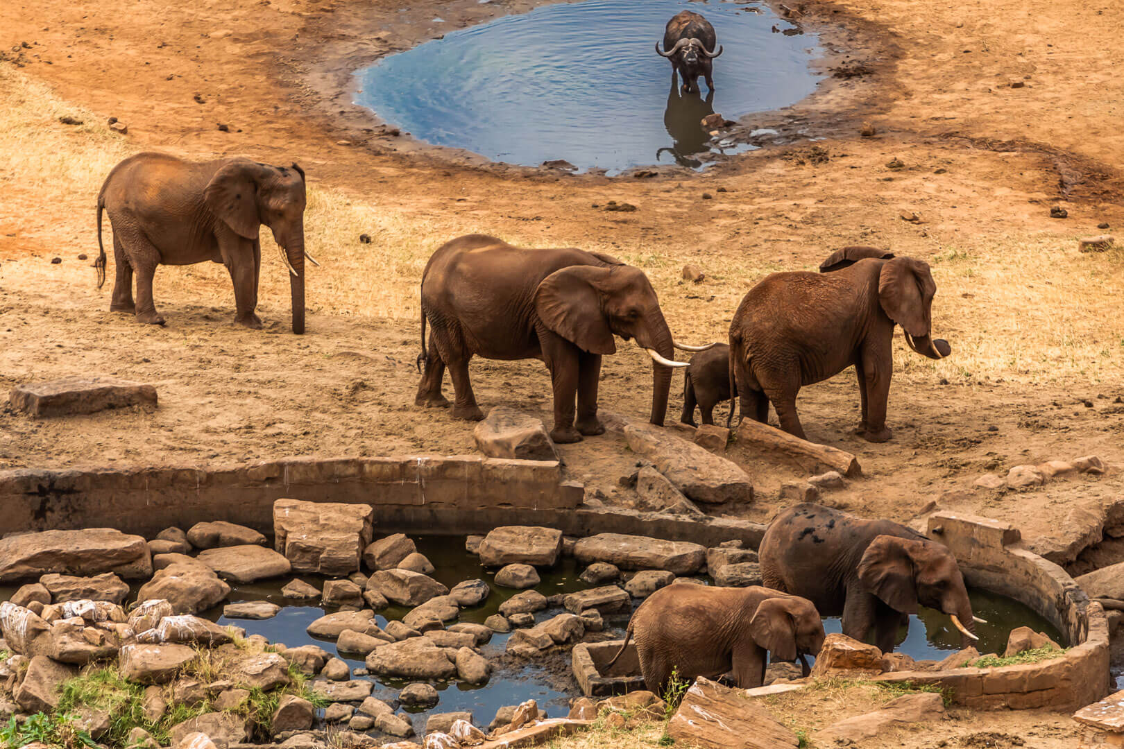 Słonie, Safari, wycieczka Kenia - polakwtropikach.pl